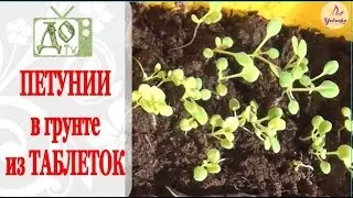 ПЕТУНИИ в грунте из торфяных таблеток. Результат посева