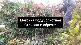 Магония подуболистная. Обрезка и стрижка.