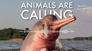 Climate change, Habitat Loss and Wild Animals | Animals Are Calling #podcast