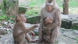 Leo wonders Luna and MiLa why do like this, then Rainbow came into mediate. Look and be amazed.