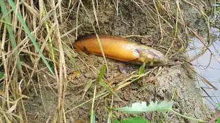WOW! Giant Eel Was Catch By 2Boys || Eels Trap By Knot || The Best Eels Trap