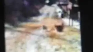 Numa Numa Remix Cats