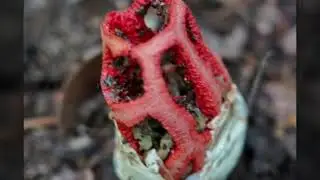 Teavelkolik Mantar Fungus 3