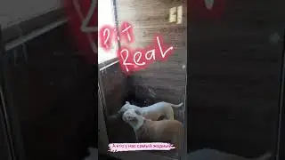 А кто у нас самый жадный? )))  PITBULL Made in PIT REAL  племенной питомник питбулей Пит Реал