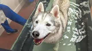 Back To the Water Treadmill With My Dog!