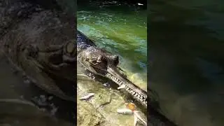 crocodilo gavialis extremamente raro