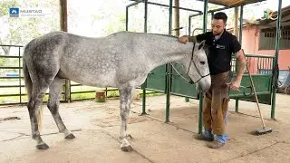 O ferrageamento do cavalo que eu não sabia nada dele