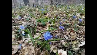 Коп в весняному лісі  #КопUA
