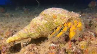 SPOTTED: a Hairy Yellow Hermit Crab on a wreck dive