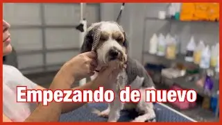 📍Transformación de perro anudado 🐶 Empezando de nuevo.