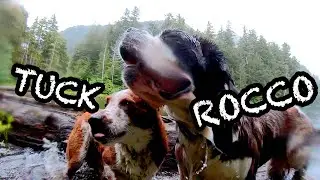 ROCCO & TUCK's big day at Beaver Lake - Sitka, Southeast Alaska