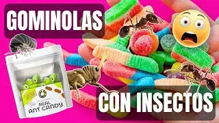 GOMINOLAS CON INSECTOS: LA NUEVA MODA QUE TE DEJARÁ CON LA BOCA ABIERTA