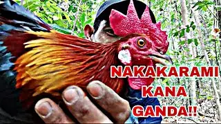 IKA-LABING ANIM NA HULI NI GANDA.