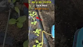 배추모종 심고 물주기가 걱정되고 벌레가 걱정될때 이렇게 해주면 한번에 해결됩니다 #배추물주기