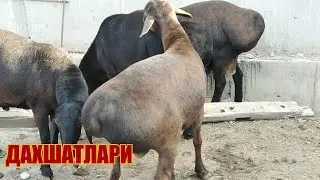 ДАХШАТ СИГИРЛАР КУЙЛАР НАРХЛАРИ БОГДОД МОЛ БОЗОРИ 2020