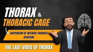 Diaphragm origin and openings || Covering of Inferior Thoracic Aperture || thorax anatomy 