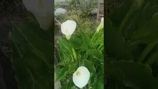 Любуйтесь этим миром не спеша... И ощущая каждое мгновение.. Пусть тихим счастьем полнится душа ...