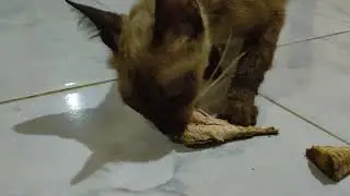 Cat eating fish