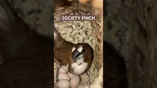 SOCIETY FINCH NESTING 🪺