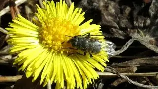Весенние цветы, Мать-и-мачеха, Spring Flowers, coltsfoot
