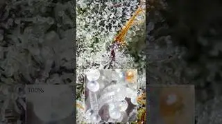 Macro Video: How It's Made! 📸