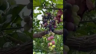 Grapes on the vine in August! #grapes #grapevine #fruit #shorts