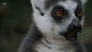 Lemure Closer Beauty🦨🦡 #short #shorts #animal #animalshorts