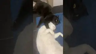 Мои ангелы 😇😇😇😇