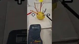Lemon Battery Experiment |  Porcupine Battery