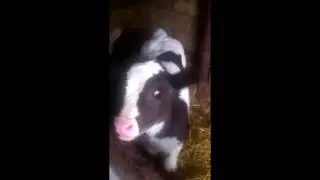 Маленький черно белый теленок! Часть 2  Little black and white calf! Part 2