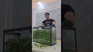100L Chili Mukbang 🌶️🔥