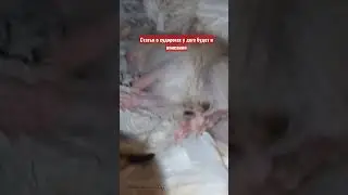 Судороги у дегу