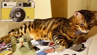 Бенгальского кота снимала скрытая камера! Кот Лео пойман!