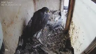 Sokół wędrowny PGE Toruń - Rezydenci z wizytą 😃