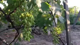Результат опыления гф  