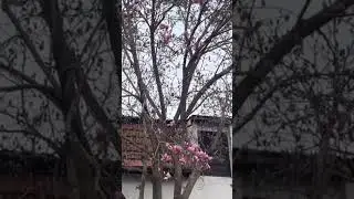 #spring #春 #primavera #жаз #春天 #printemps #वसंत #אביב #frühling #пролеће #bahar #tagsibol #весна