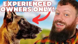 Best Dog Breeds For Experienced Owners