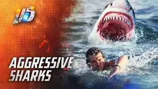 Top 5 Aggressive Sharks That Will Wreck You