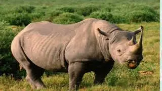 Animal sound for children। 20 animal sound for Children। animal sound learning। children Video