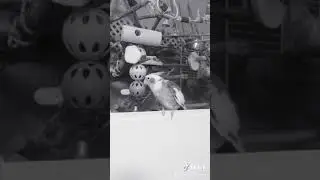 Корелла - Там ревели горы...