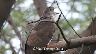 पपीहा पक्षी - Calls of Papeeha - Common Indian hawk-Cuckoo || Brain Fever Bird