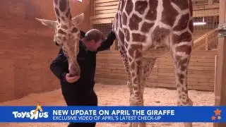 April the Giraffe sees Dr. Tim