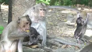 Family jenny meeting (4K)...#monkey05 #shorts #animals