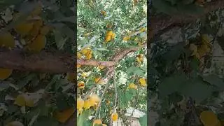 кишлокда маза зордоли пишди