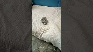 Сфинкс Клёпа любит делать кувырок.