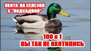 ВЕСЕННЯЯ ОХОТА НА  УТКУ 2023