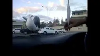funny sea gull,,, مقلب في النوارس