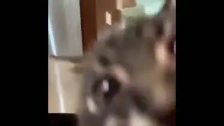 angry cat