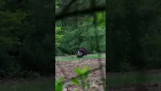 Don't move! #nwtf #turkeyhunting #hunt #hunting