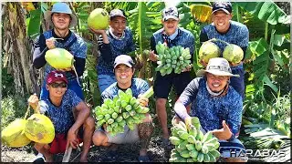 EP348-Part1 - Pag-ani ng Saging na Saba | Paggawa ng Nilupak | Occ. Mindoro
